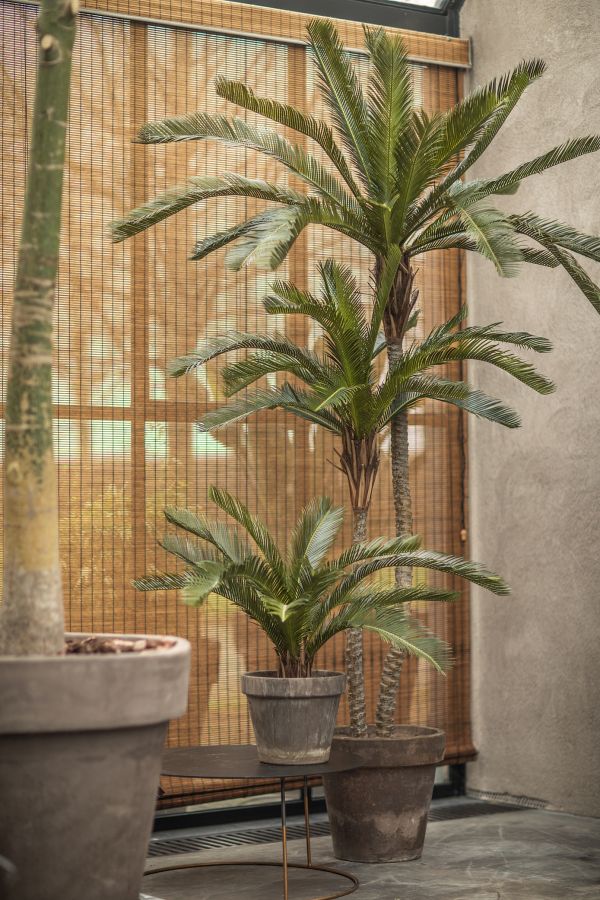 Palm Green 50Cm