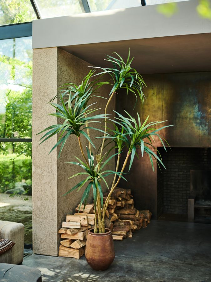Yucca Green 213Cm