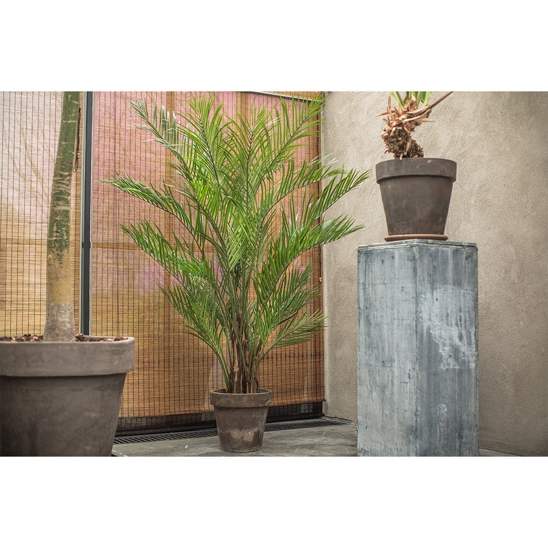 Palm Green 170cm