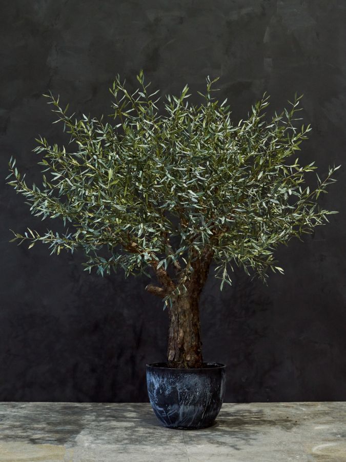 Olive Tree Green 240Cm
