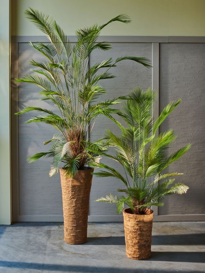 Palm Green 182Cm