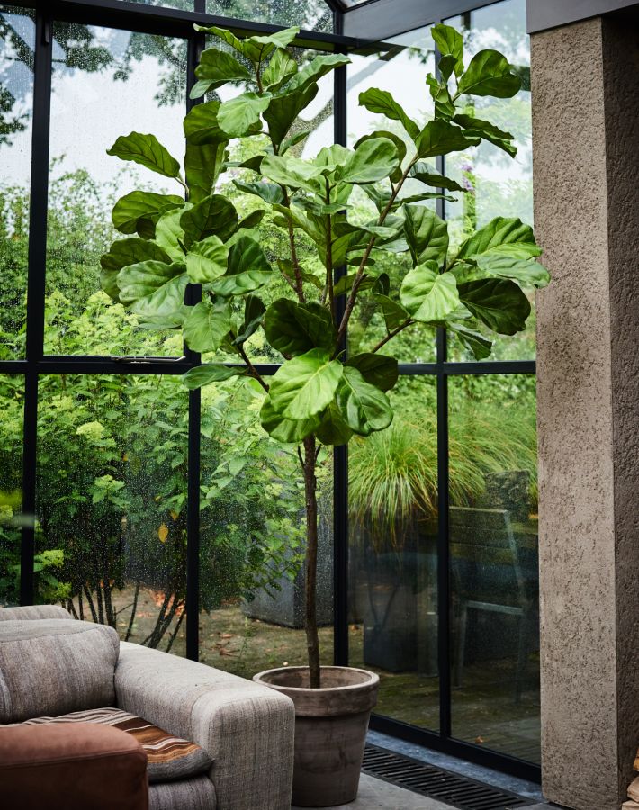Ficus Green 151Cm