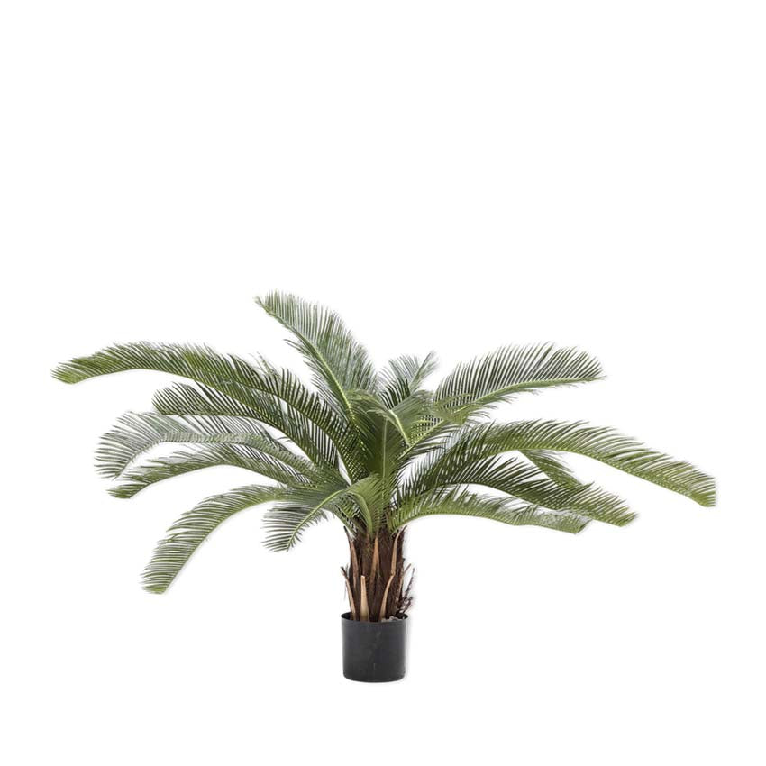 Palm Green 50Cm