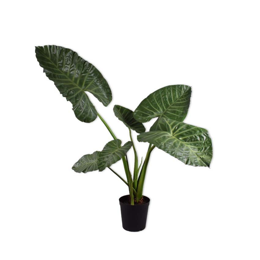 Alocasia Green 121Cm