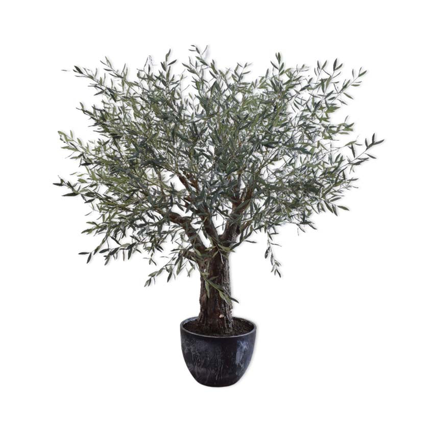 Olive Tree Green 240Cm